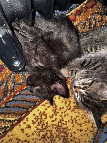 возьму кота: Предлагаются к усыновлению милые котята. Серый полосатый котенок с — 5