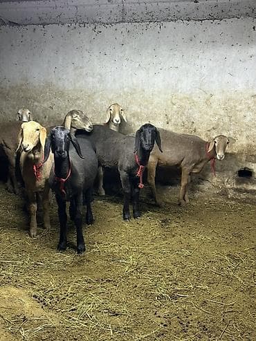 пчелка б у: Продаю | Овца (самка) | Для разведения | Ярка — 2