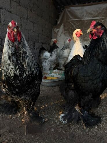 афган кой: Петушки Брама 9 мес — 2