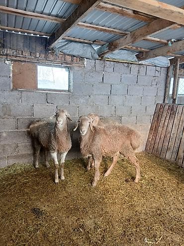 Зоотовары: Продаю | Овца (самка) | Для разведения — 3