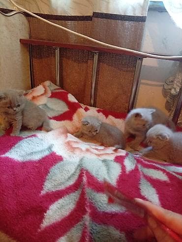перья: Шотландские вислоухие котята (Scottish Fold), окрасы серо-голубой и — 6