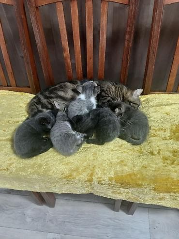 кошка в добрые руки: Котята домашние, разноцветные, игривые. Описание: - Возраст на фото — 5