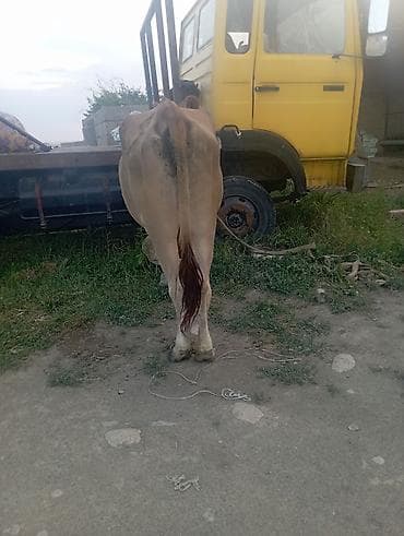 дойный каровы: Продаю | Корова (самка) | Для молока — 2
