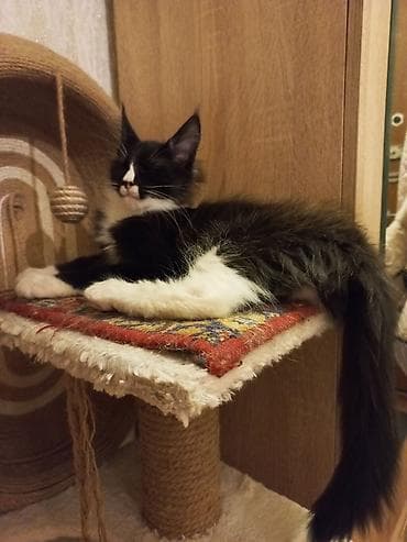 ищу котят: Два крупных 3-месячных котёнка породы мейн-кун готовы к переезду! — 4