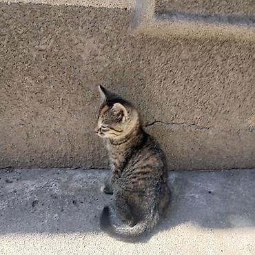 каракол кошка: Отдам котят в хорошие руки. Котята здоровые, к лотку приучены — 7