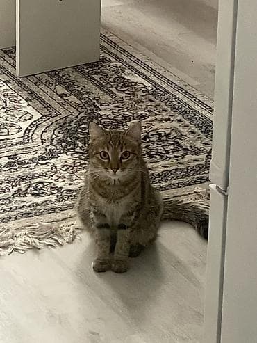 кошка пушистая: Кошка даром: Беспородная, 1 год, Девочка, Приучена к лотку, Проглистована, С прививками — 2