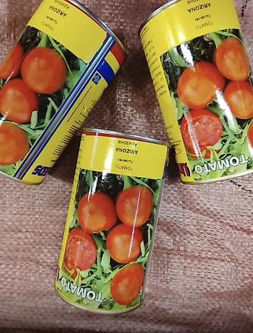 перец болгарский: Помидоры и перцы продаем. Помидор жана перец сатабыз. Оргинал — 1