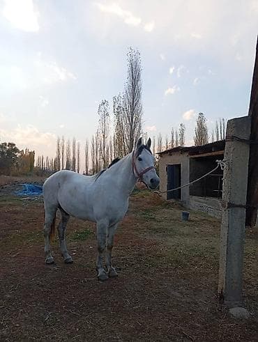 Услуги ветеринара: Продаю | Жеребец — 9