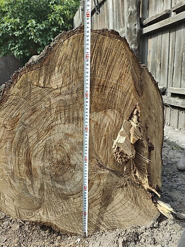 Лесо- и пиломатериалы: Продаётся карагач 🌳 Длина ствола 3 м, диаметр около 66 см. Под слэбы — 3