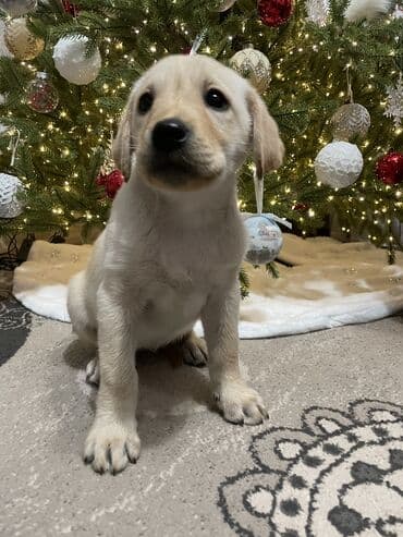 щенки охотничьих собак: Лабрадор-ретривер, 2 месяца, Самка, С прививкой — 4