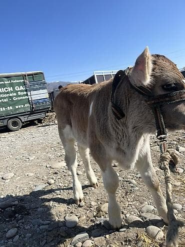 Рыбы: Продаю | Музоо, торпок | Швицкая | Для молока | Искусственник — 2