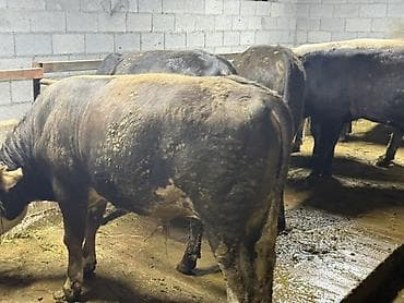 Сатам | Бука (эркек) | Союуга — 3