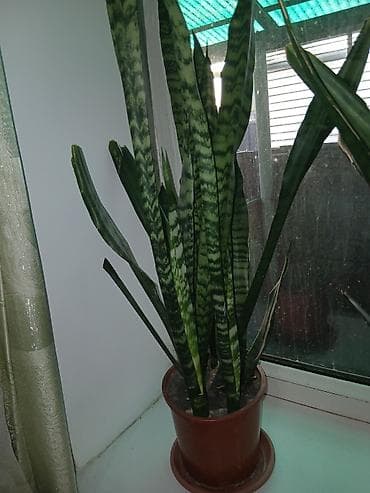 Диффенбахии: Акция, акция. Большой выбор Сансиеверии от 200 сомов до 1000 сомов — 1