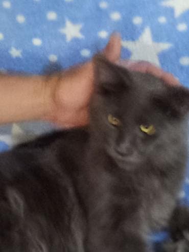 кошки маин кун: Красивые котята приехали с ташкента.мальчик и девочка — 4