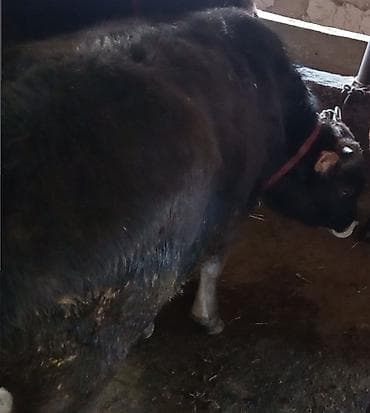 chi su: Продаю | Бык (самец) — 2