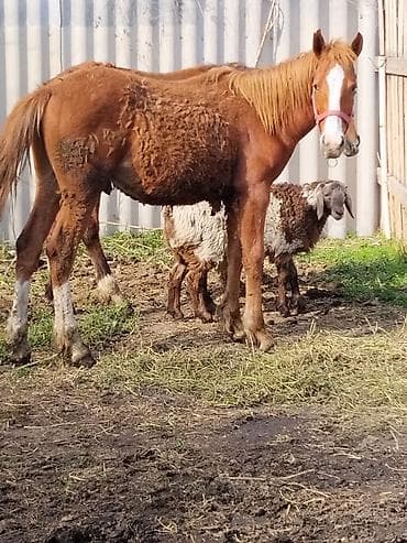 утки с утятами: Продаю | Жеребец | Для разведения | Племенные — 4