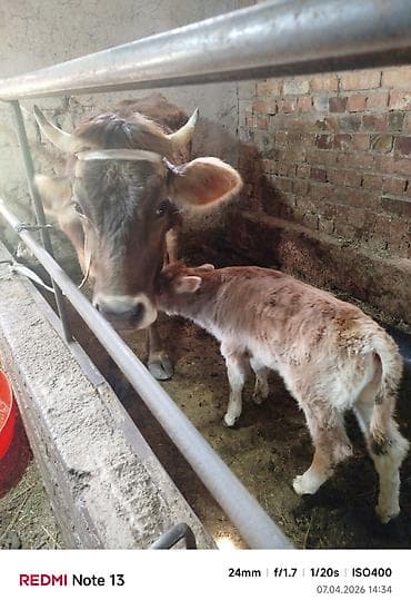 арзан уй сатып алам: Продаю | Корова (самка) | Для молока — 9