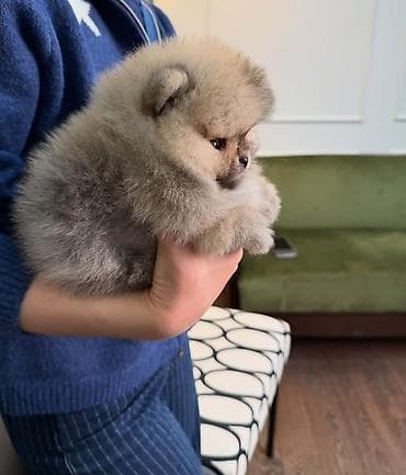 Продажа собак: Шпиц, 1 месяц, Самка, С прививкой, С родословной — 7