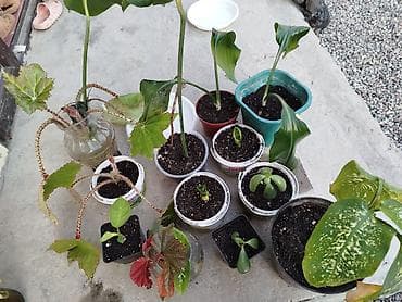 калла: Комнатные растения и укоренённые детки - Крупное тропическое растение — 2