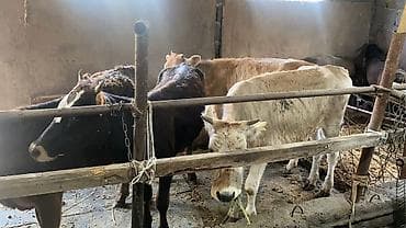 голова корова: Продаю | Музоо, торпок | На откорм — 2
