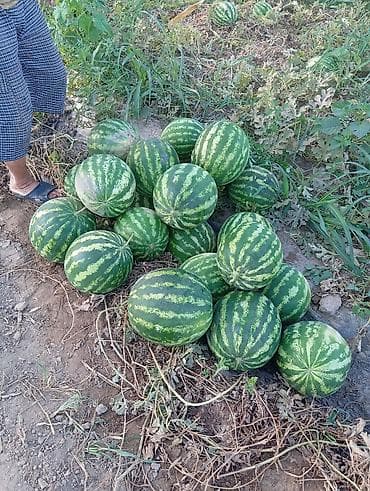 круглый: Арбузы Оптом — 4