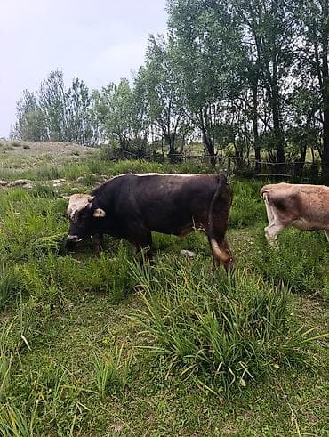 голуби животные: Продаю | Бык (самец) | Швицкая | Для разведения, На откорм | Осеменитель — 5