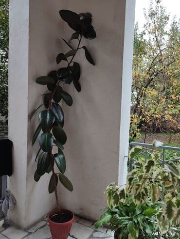 книга сейф бишкек: Фикус — 1