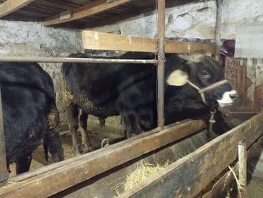 продам хряка: Продаю | Бык (самец) | Швицкая | На откорм, На забой — 1