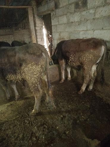 собака для охоты: Продаю | Бык (самец) | Полукровка | На откорм — 4