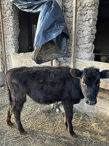 каракол животных: Продаю | Корова (самка), Тёлка | Полукровка, Алатауская | Для разведения — 7