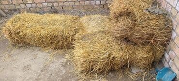 Тюки соломы - Прессованные прямоугольные тюки из сухой соломы -