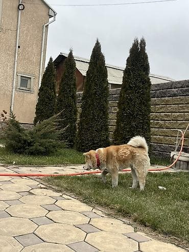 собаки лайка: Аки́та-ину, сука рыже-белый окрас. Плотная плюшева шерсть, мощный — 2