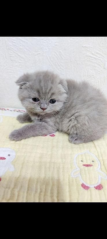 цена бенгальского кота: Готовятся к продаже котята (скоттиш страйт и скоттиш фолд мальчики. и — 4