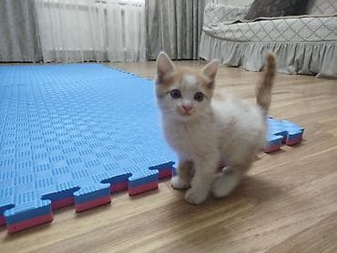пародистый кошка: Отдам котят добрые руки — 2