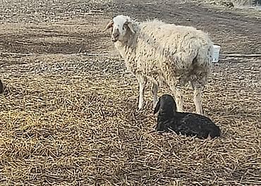 Иттер: Сатам | Ургаачы кой (ургаачы), Козу, Кочкор (эркек) | Аргын, Меринос, Эдильбай | Союуга, Көбөйтүү үчүн, Жүн үчүн | Бооз, Жасалма жол менен боозутуу, Ургаачы — 3