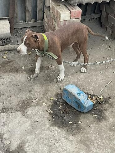 для ветеринарии: Американский питбультерьер (похож по типу). Окрас: рыжий тигровый с — 2