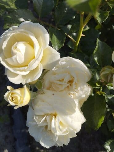 декоративные растения: Около 300 видов Саженцы садовых роз (разные сорта и окраски) - — 4