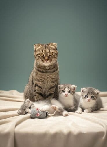 кошка британская шиншилла цена: Скотиш Фолд (Шотландская вислоухая), 3 месяца, Мальчик — 1