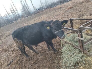 американский бульдог: Продаю | Тёлка | Ангус | На откорм | Привязанные — 2