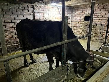 киссар кой: Продаю | Корова (самка) | Алатауская | Для молока — 2
