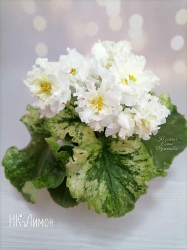 экспорцет семена: 🌱🌺🌱 Продаю сортовые ДЕТКИ стандартных фиалок🌱🌺🌱. Цены от 80-150 сом — 28