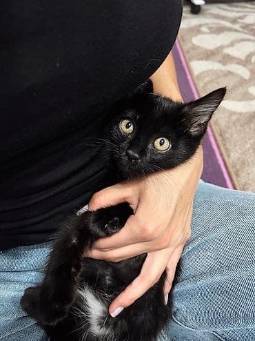 scottish fold: Кошка даром: Бомбейская, 3 месяца, Мальчик, Приучена к лотку, Проглистована, С документами — 2