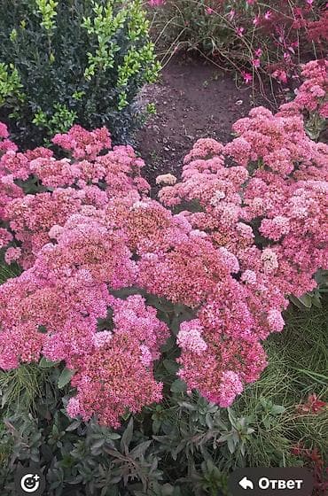 для пчёлы: Очиток (Седум) крупный, декоративный многолетник - Сортовая группа — 1