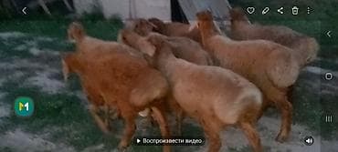 С/х животные и товары: Продаю | Ягненок | Полукровка, Арашан | Для разведения | Осеменитель — 1