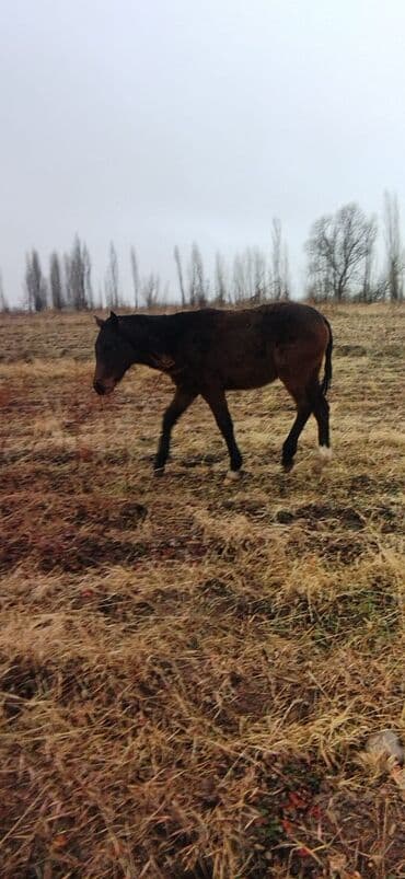 английский тай: Продаю | Жеребенок | Рабочий — 2