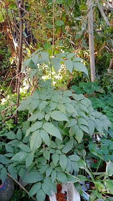 девичий виноград: Клематис Варшавский Найк,достигает до 3-4 м, цветет до снега — 2