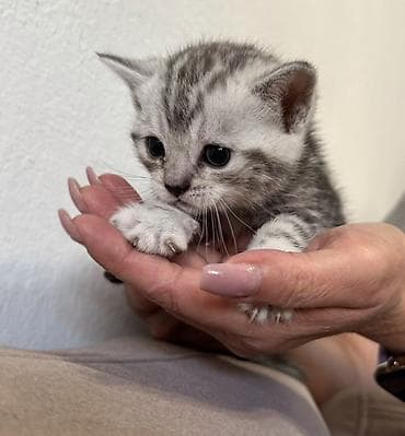 Скотиш Фолд (Шотландская вислоухая), 1 месяц, Девочка, Приучена к лотку — 5