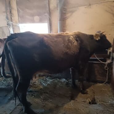 купить породистую собаку: Продаю | Корова (самка), Тёлка | Швицкая | Для разведения, Для молока | Стельные — 6