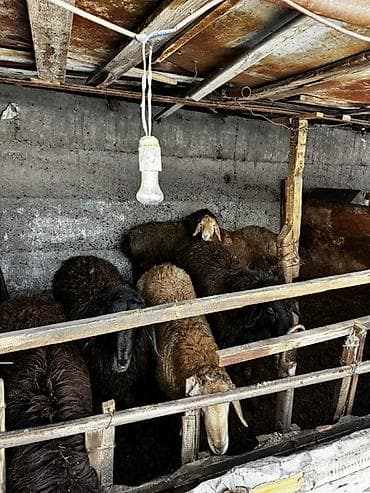 Рыба: Продаю | Баран (самец) | Полукровка | На забой — 2