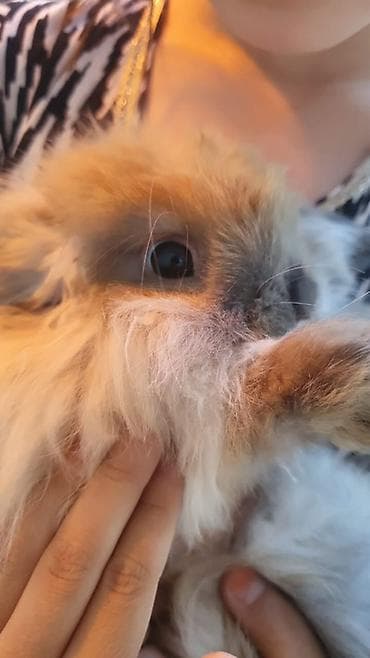 собака маленькая: Мини-лоп (Mini Lop) крольчата, сплит-окрас “мармелад” и другие — 7